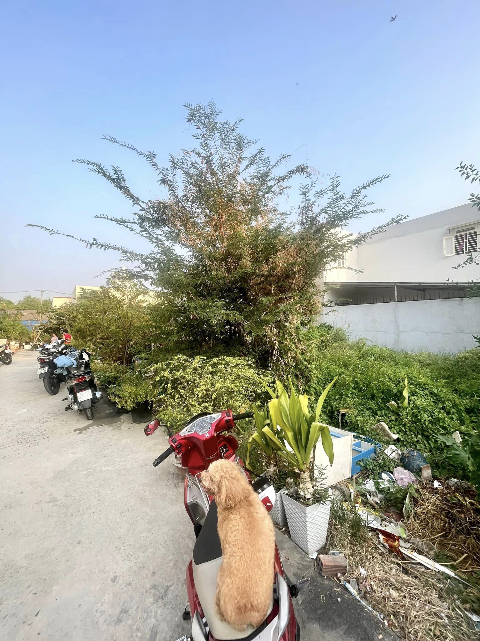 Đất lớn Bình Tân ngang 12m dt gần 600m2, 2 mặt HXH tiện biệt thự, xưởng..nhỉnh 21 tỷ TL ĐẤT LỚN NGANG 12M- 2 MẶT HẺM Ô TÔ - RẺ NHẤT BÌNH TÂN - NHỈNH 35TR/M2 Đất hẻm xe hơi đường Chiến Lược, Bình Trị Đông Bình Tân + Thông số: 598m2 đất, 12 X 50 + Khuôn đất vàng cực đẹp, hiện trạng đất trống đang rào chắn cẩn thận, có 550m2 đất ở. + 2 mặt thoáng hẻm ô tô lộ giới 10m (hiện trạng 6m) - 7m (đã mở không lộ giới hông). + Tiện làm nhà xưởng hoặc phân lô (8 lô) + Hàng xóm cao tầng thân thiện, dân trí cao, tiện ích đầy đủ. + Giá chính chủ 21.3 tỷ, thương lượng với người mua thiện chí Mua bán nhà chính chủ Bình Tân. Liên hệ ngay để được hỗ trợ tư vấn, xem nhà 24/24 miễn phí. Cam kết đàm phán giao dịch chính chủ, hỗ trợ giá tốt nhất (Miễn trung gian) @STBT-199 - NHADATST - NHÀ THẬT GIÁ THẬT - TÌM VỚI ST, MUA NHÀ THẬT DỄ